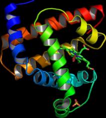 MYOwMYOοMYO࿹t׿wMYO antibodymyoglobin antibody